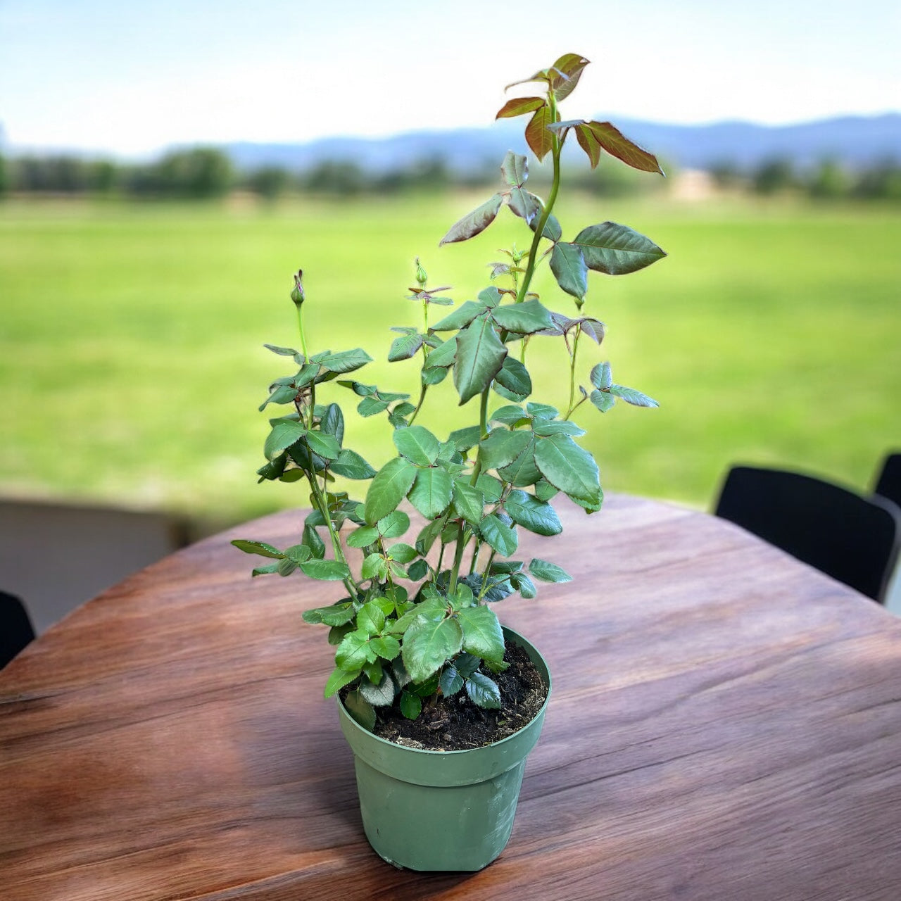 Rosa 'Witchcraft'® - Trandafir teahibrid, puternic parfumat