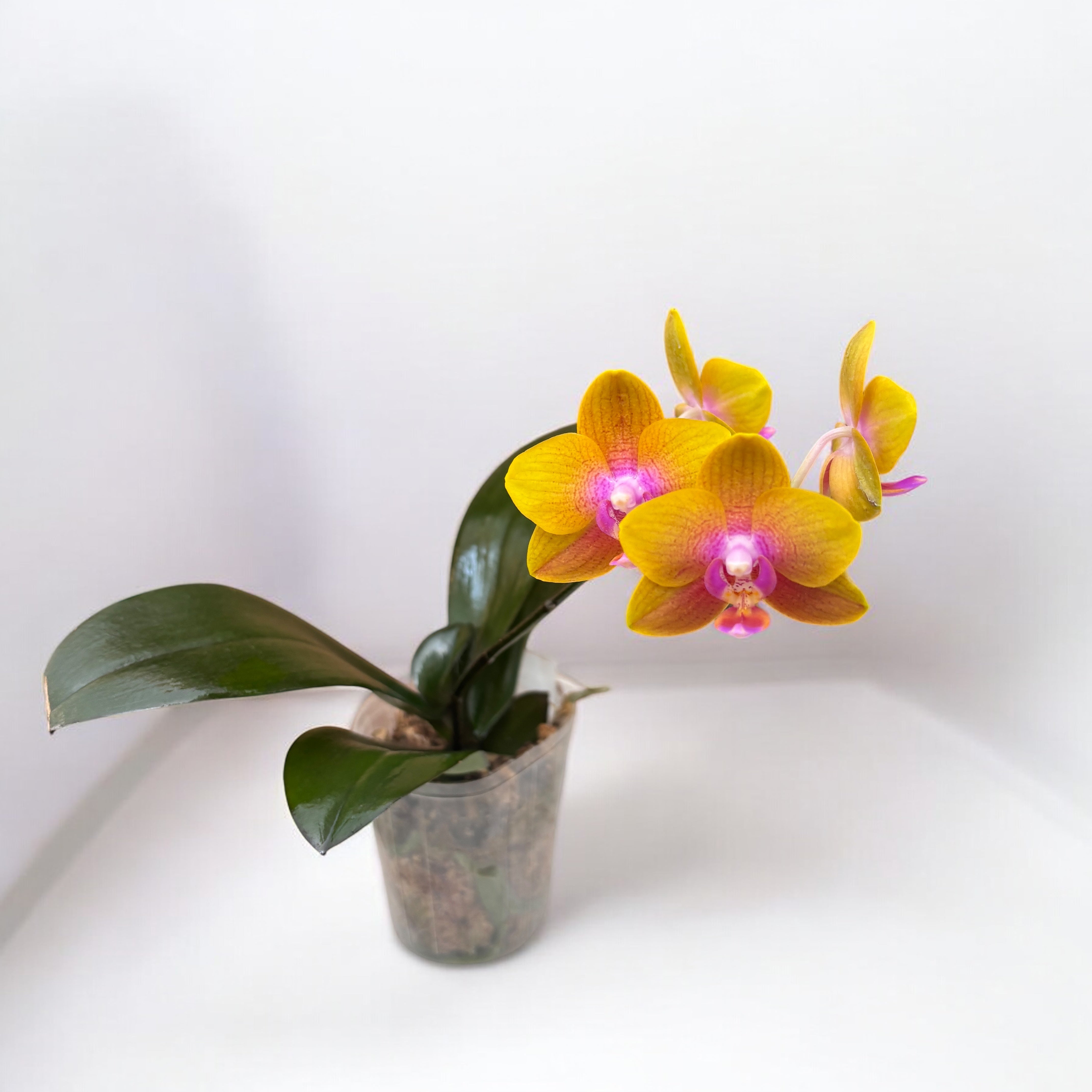 Phalaenopsis Brother Sara Gold - illatos – Secret Garden Plant Shop