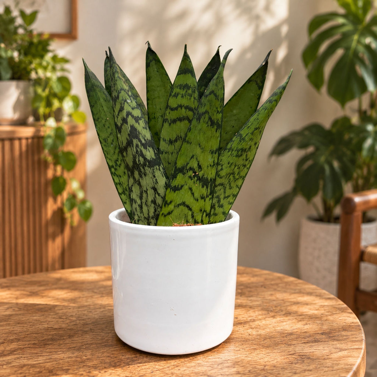 Sansevieria zeylanica ‘Fan'
