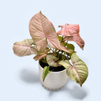 Syngonium Neon Robusta D12