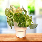 Begónia 'Rouge Variegated' - látványos fajta bársonyos lombbal