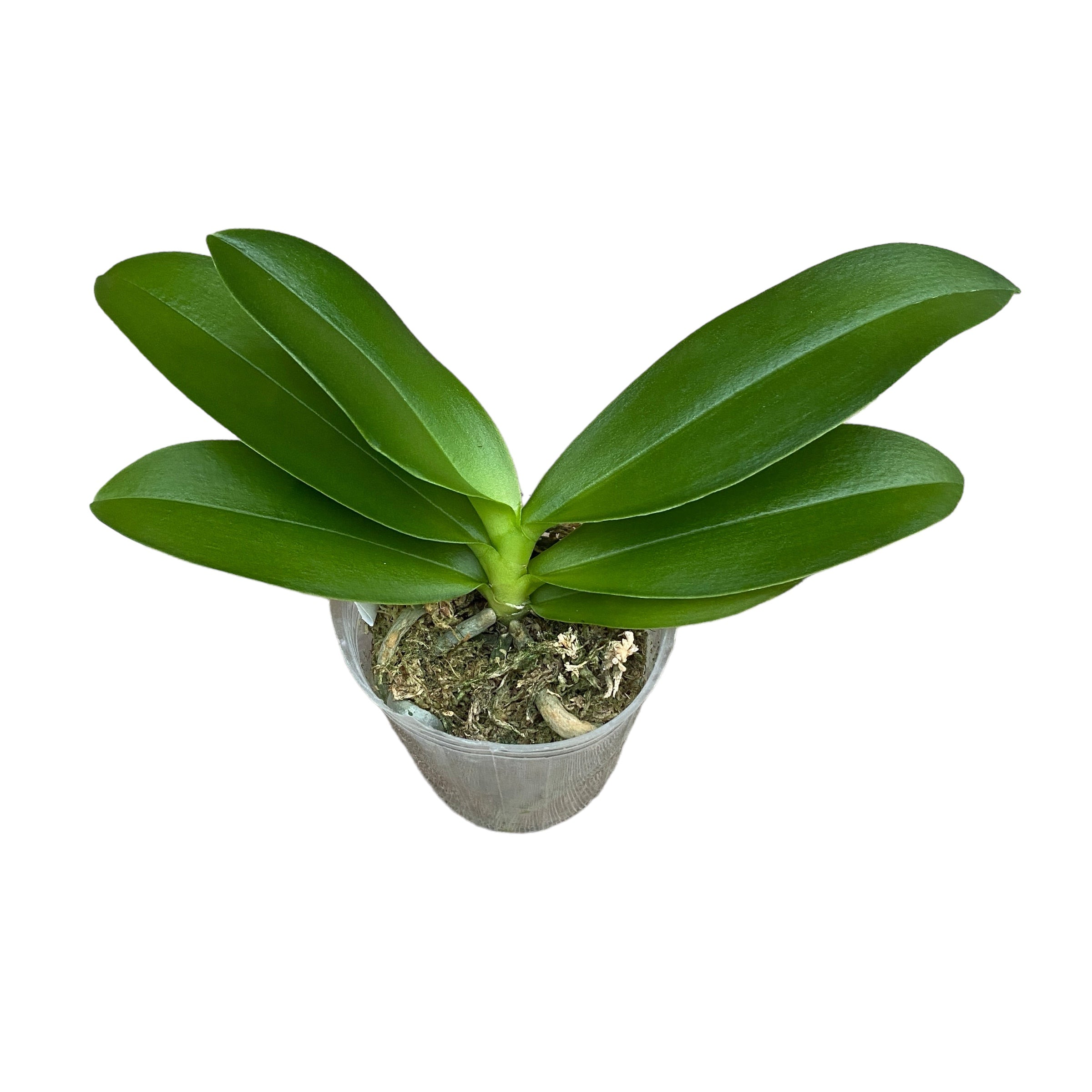 Phalaenopsis Miki Golden Sand 'Mouse' (peloric) *parfumat