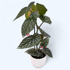 Begonia albopicta „Silver” – begonia z liśćmi pokrytymi srebrzystymi plamkami