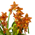 Oncidium Catatante - esemplare XXL