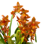 Oncidium Catatante - esemplare XXL
