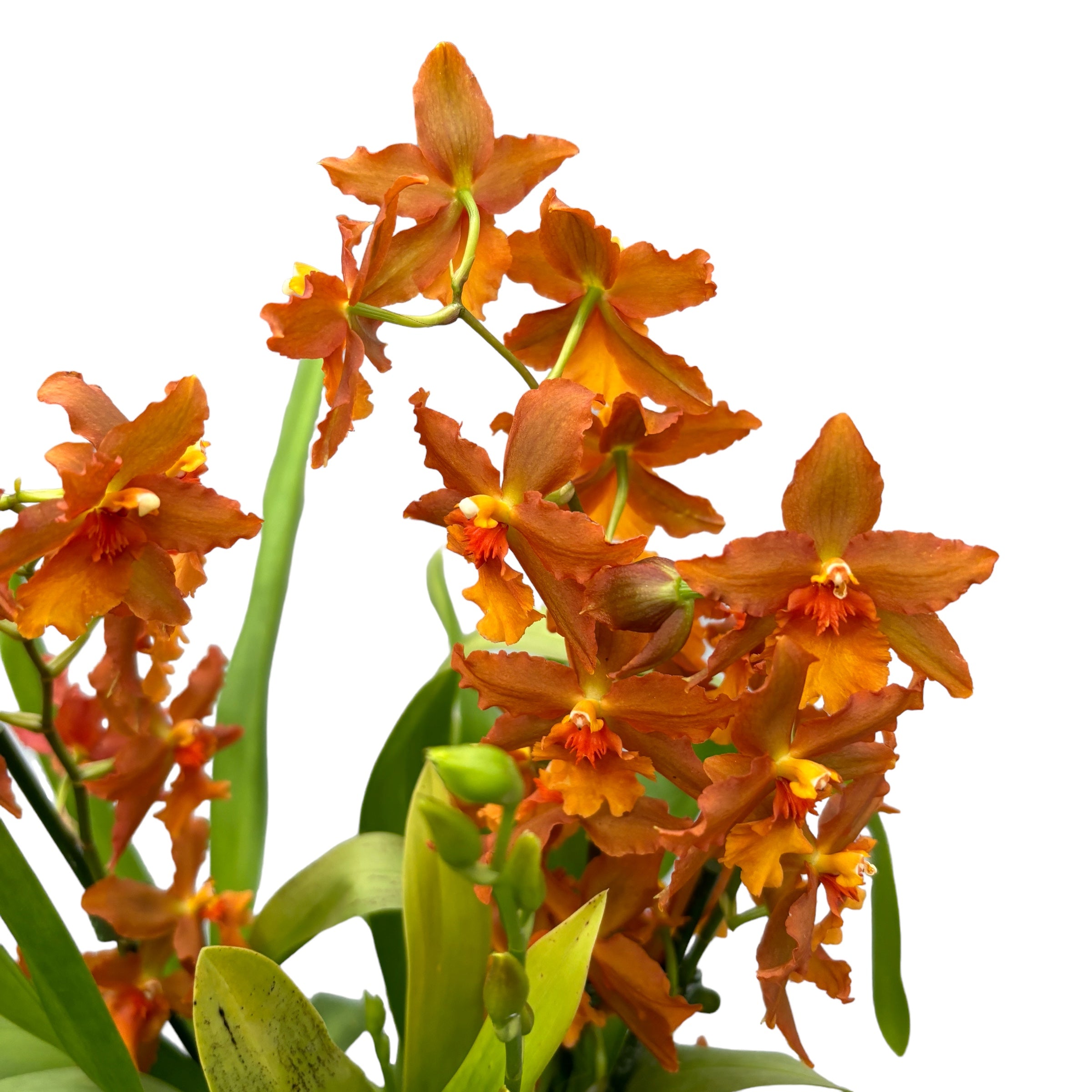 Oncidium Catatante - esemplare XXL