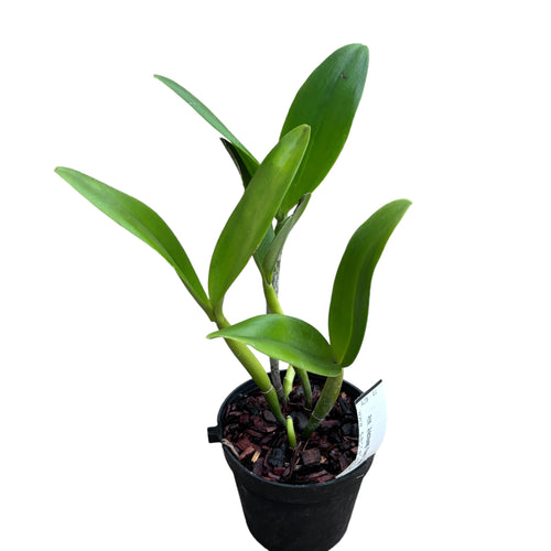 Rth. Ahchung Yoyo 'Sparking' - illatos virágok