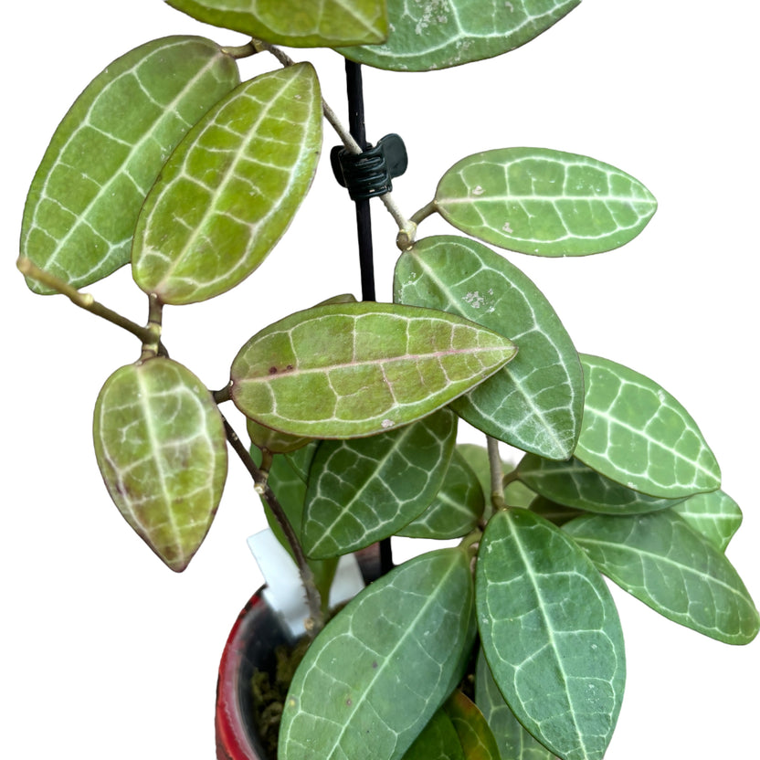 Hoya elliptica (Turtle Shell Hoya) – Secret Garden Plant Shop