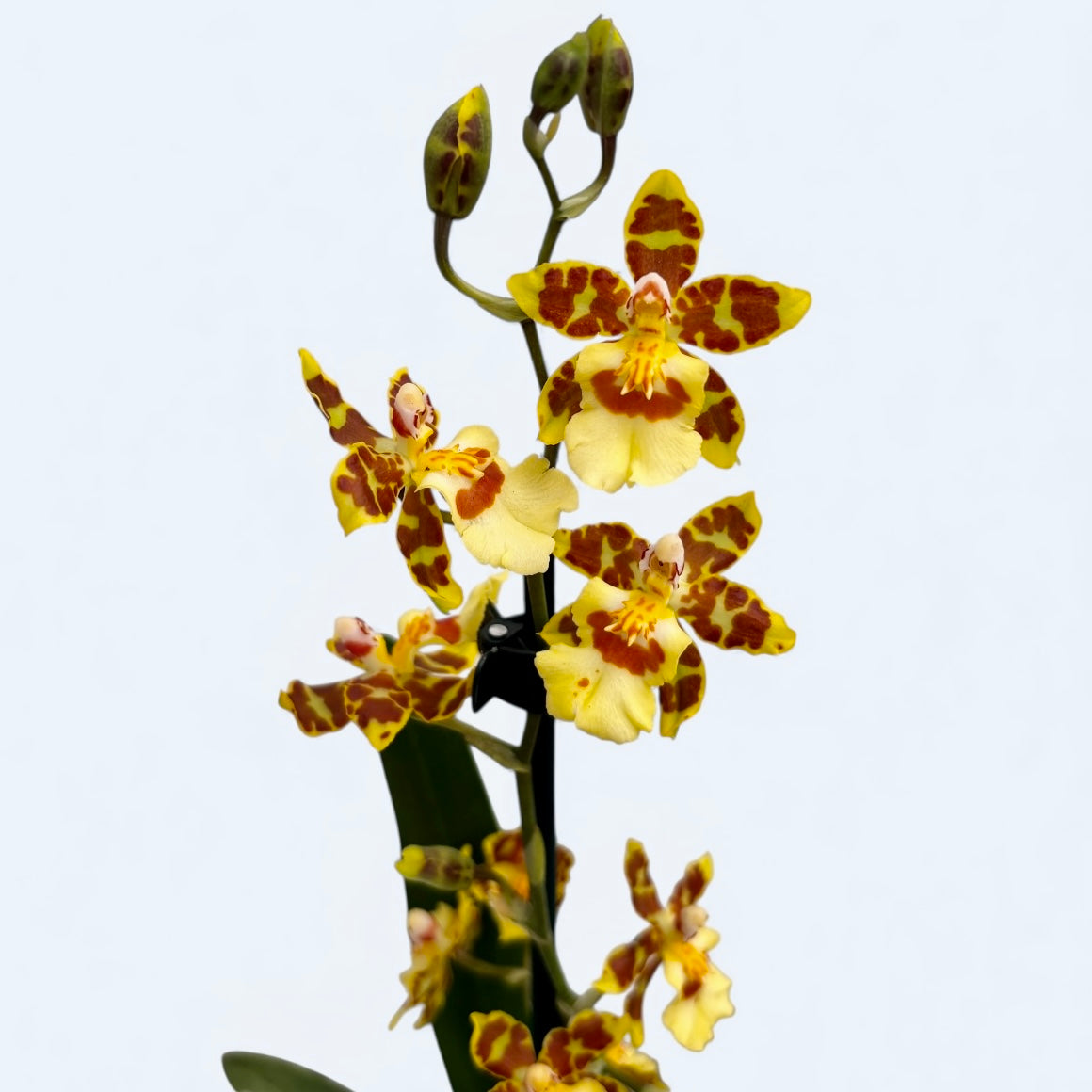 Colmanara Pazifik Sonnenuntergang