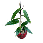 Hoya hanhiae 'Deep Violet'