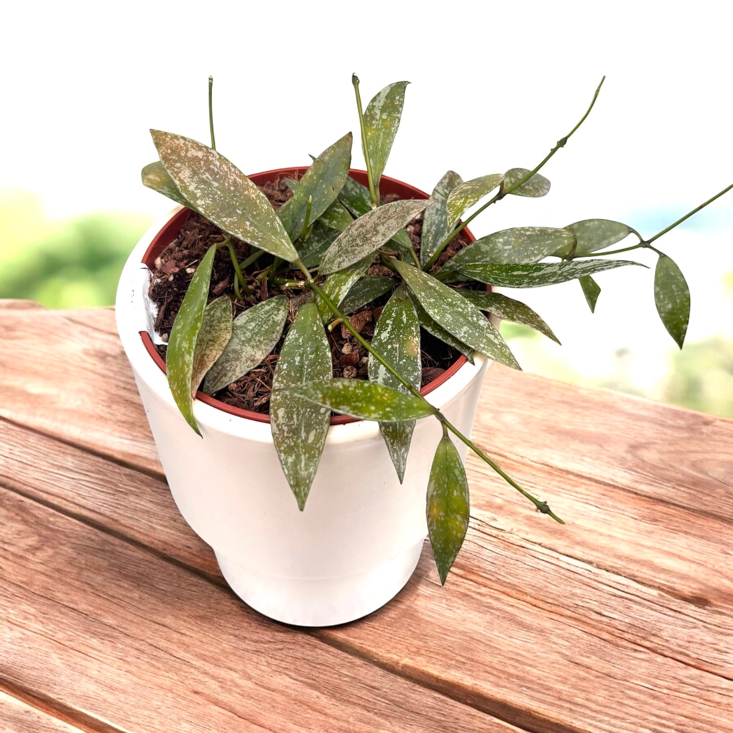 Hoya lacunosa 'Laos' - hoya parfumata, cu flori delicate si foliaj elegant