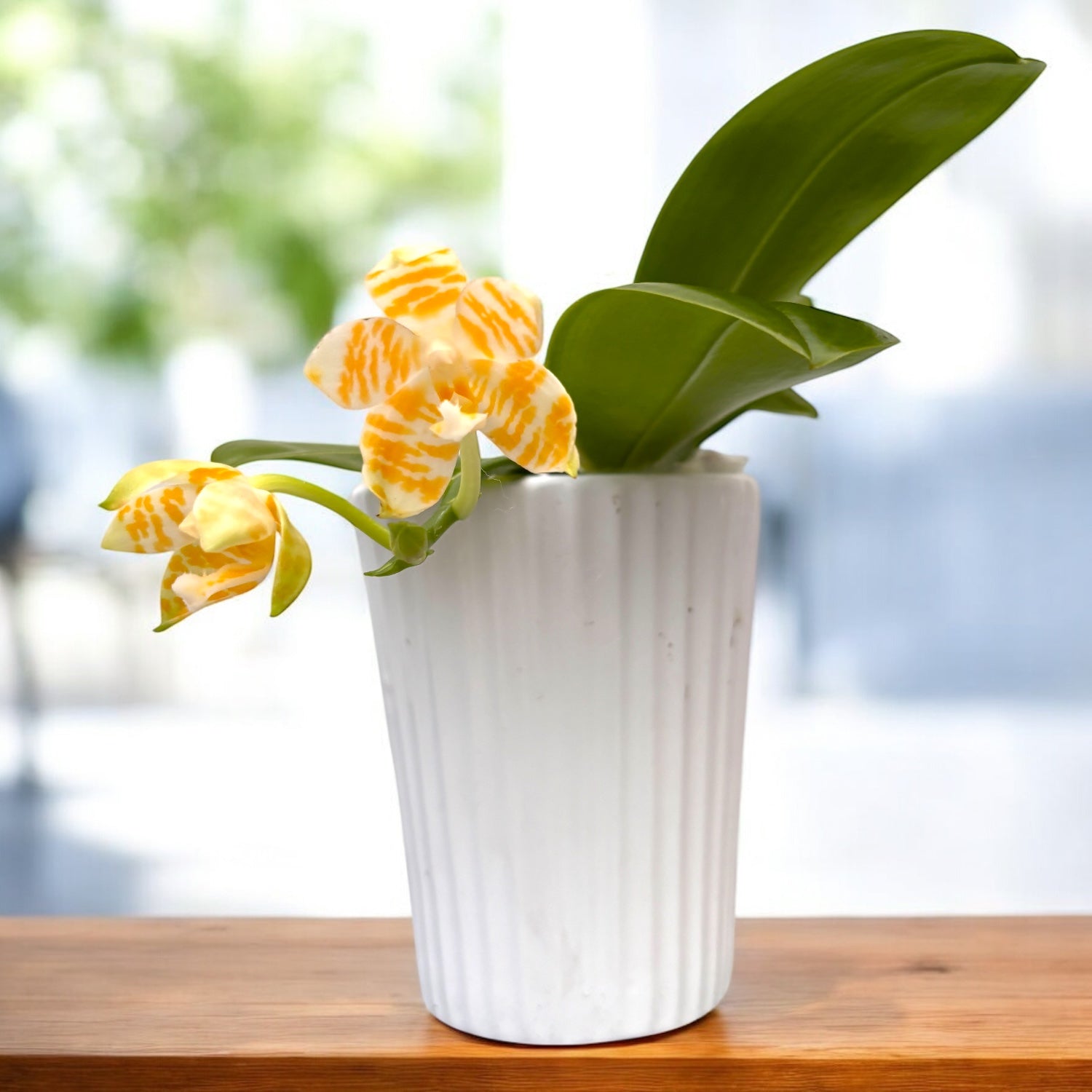aurea様 Phalaenopsis KS Super Zebra 'Golden Zebra *parfumata – Secret