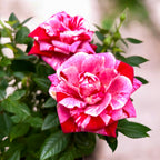 Trandafiri pitici bicolori Rosa ‘Ganna’ - parfumati (3-4 plante/ghiveci)