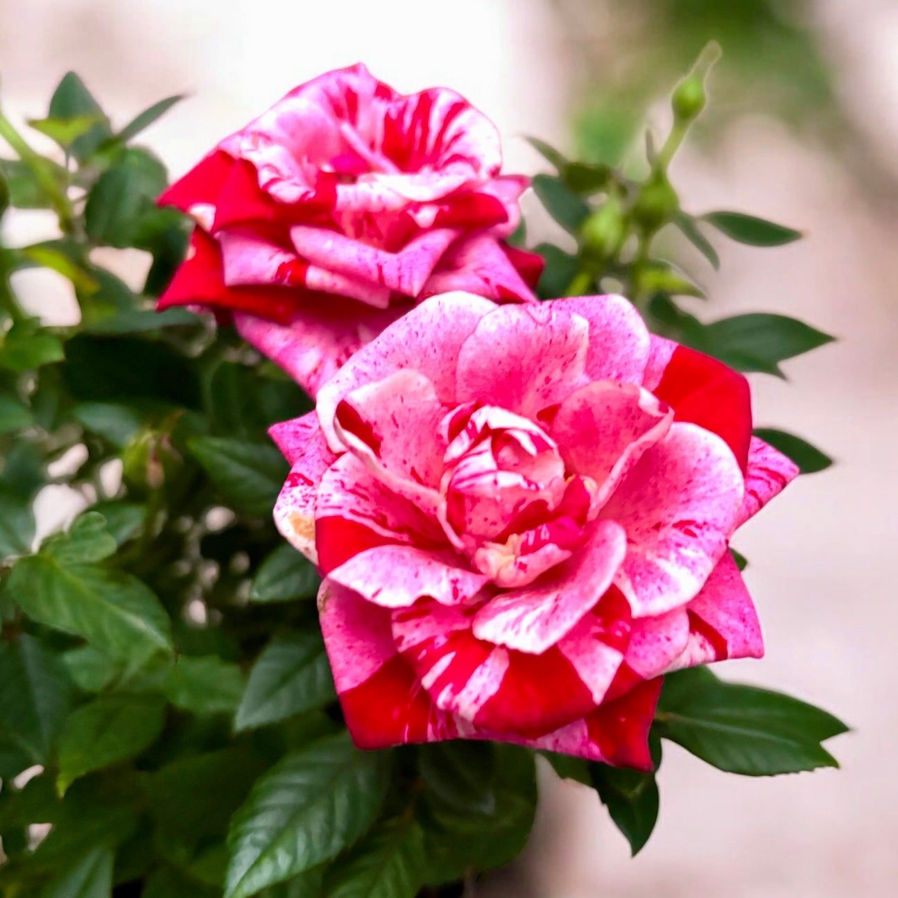 Trandafiri pitici bicolori Rosa ‘Ganna’ - parfumati (3-4 plante/ghiveci)