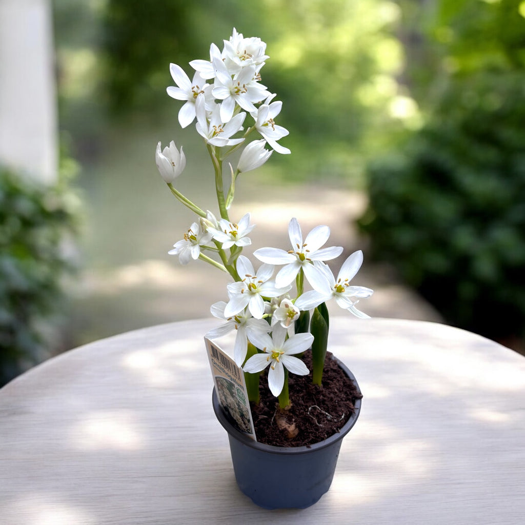 Ornithogalum Balansae - Estrella de Belén, Balusca