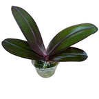 Phalaenopsis Salu's Fragrancy (черни листа) ароматни цветя