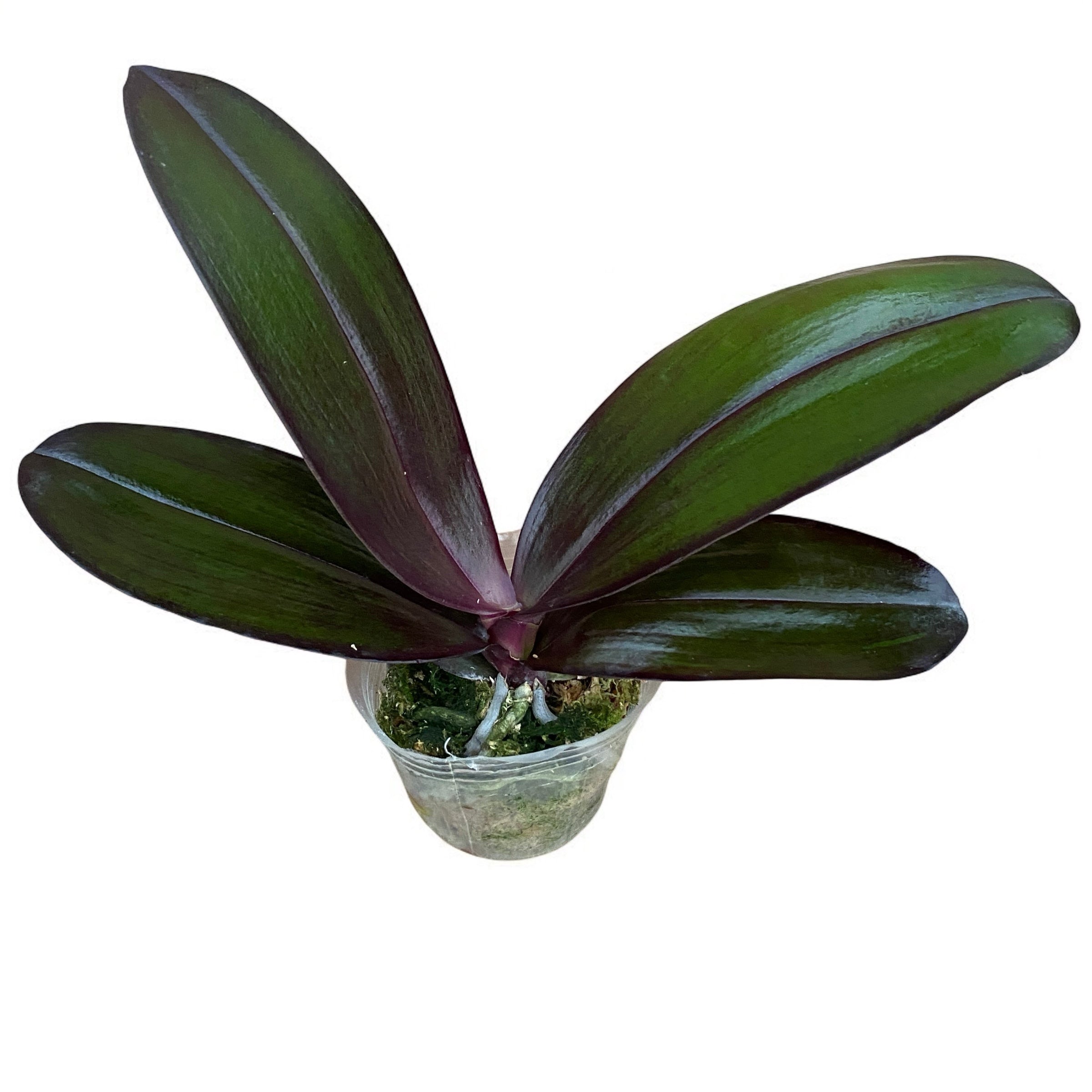 Phalaenopsis Salu's Fragrancy (Black Leaves) fragrant flowers