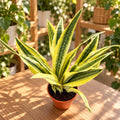 Sansevieria aubrytiana 'Yellowstone'
