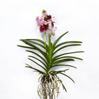 Vanda Sanderiana (Ansu)