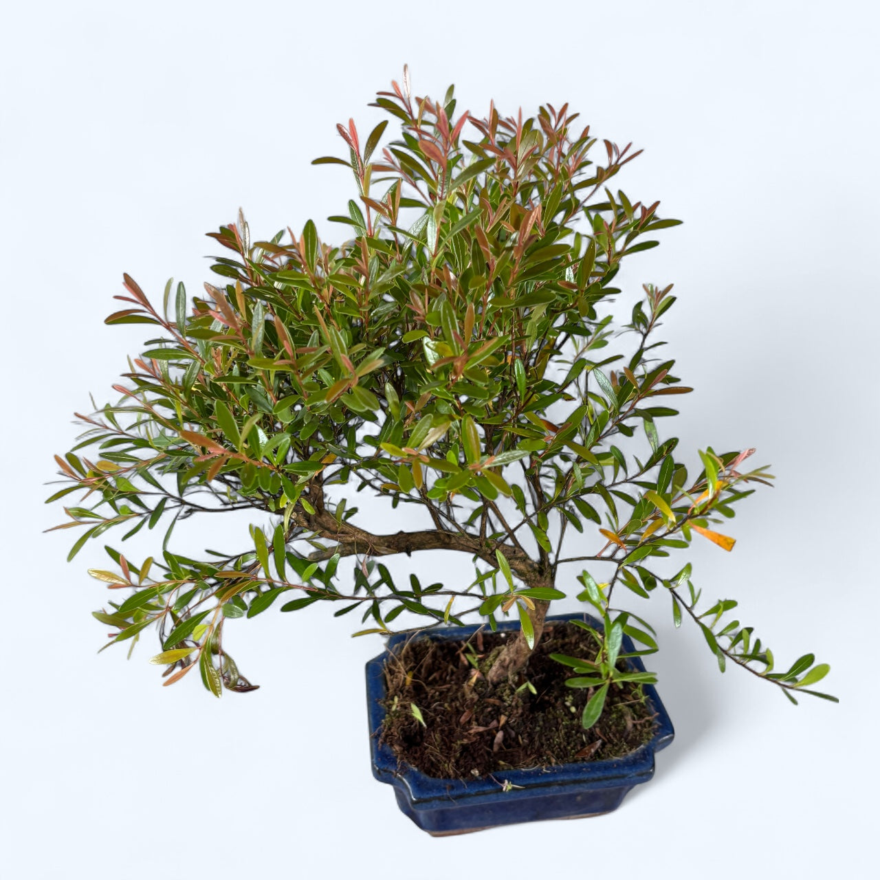 Bonsai Syzygium - mini-arbore exotic cu frunzis dens si aspect elegant