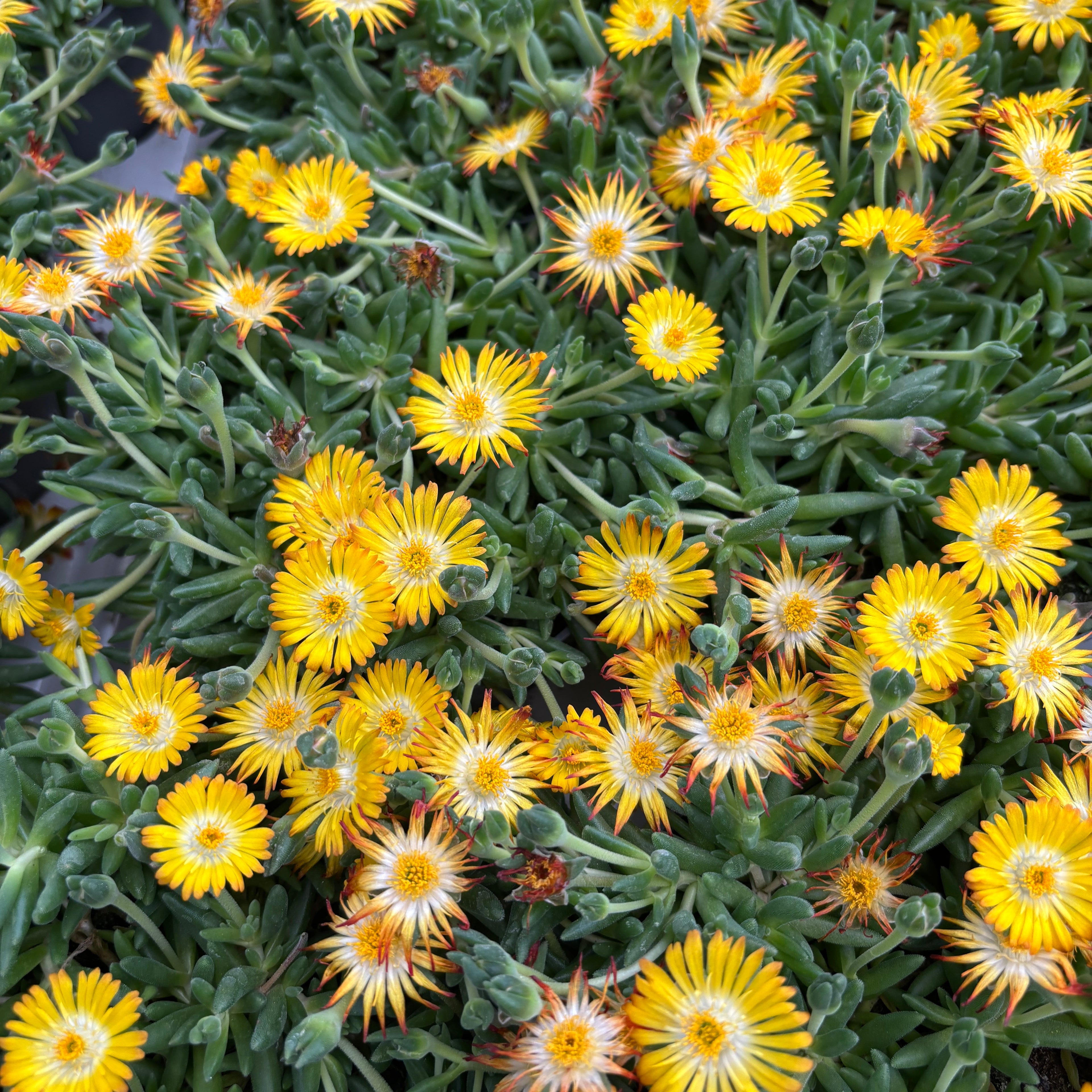 Delosperma Lido 'Sárga szemmel' (jégvirág)