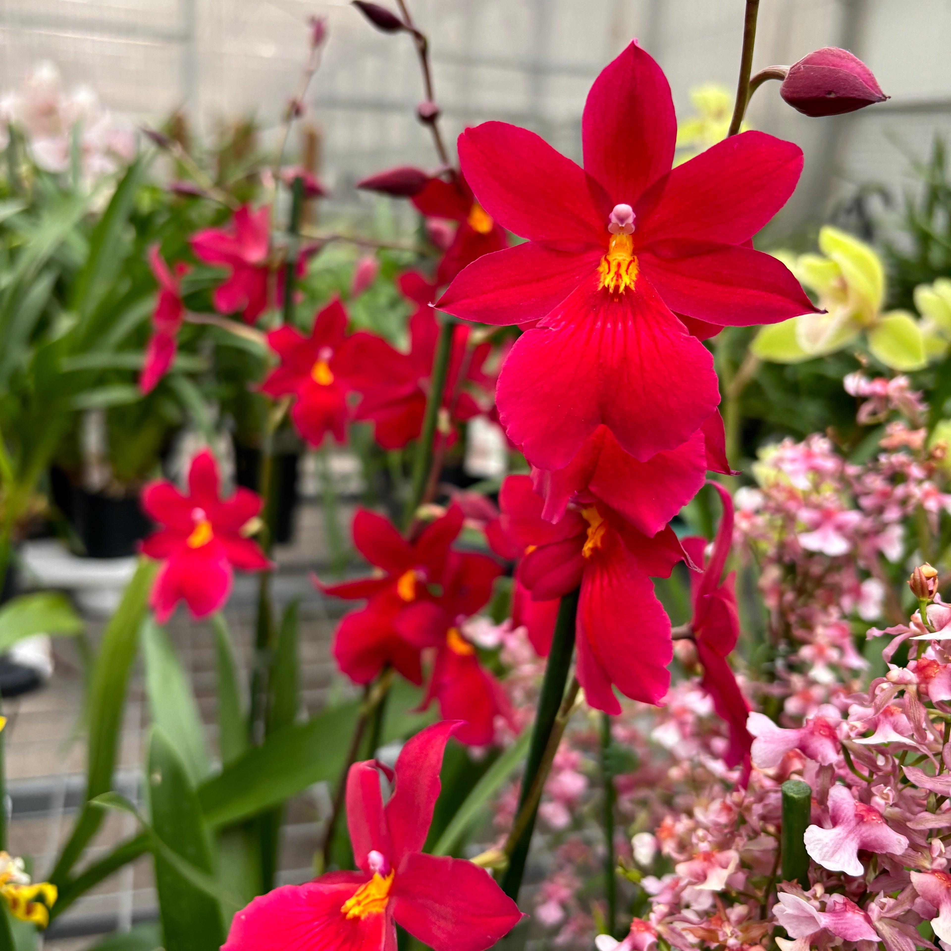 Burrageara Nelly Isler 'Red Velvet' intensely fragrant flowers