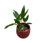 Cattleya forbesii *parfumata