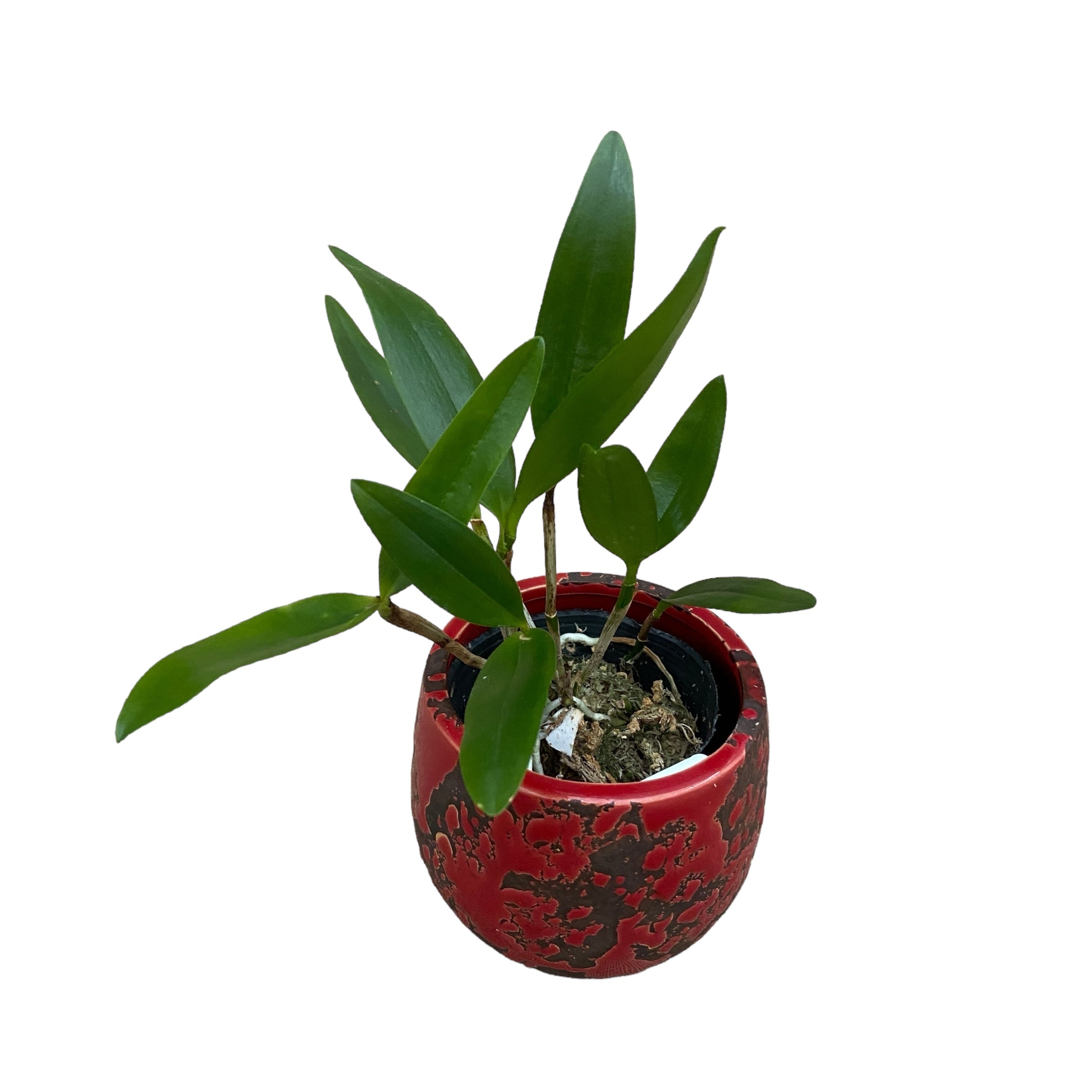 Cattleya forbesii *parfümiert