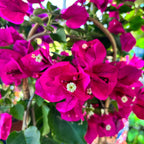 Bougainvillea - Papierová kvetina cyklámenová
