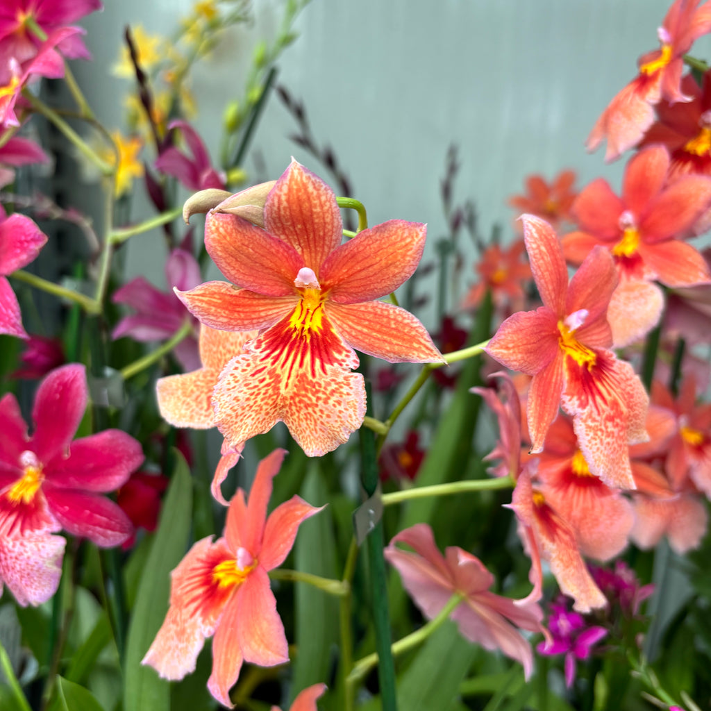 Oranje orchidee - Burrageara Nelly Isler Orange (intens geurende bloemen)