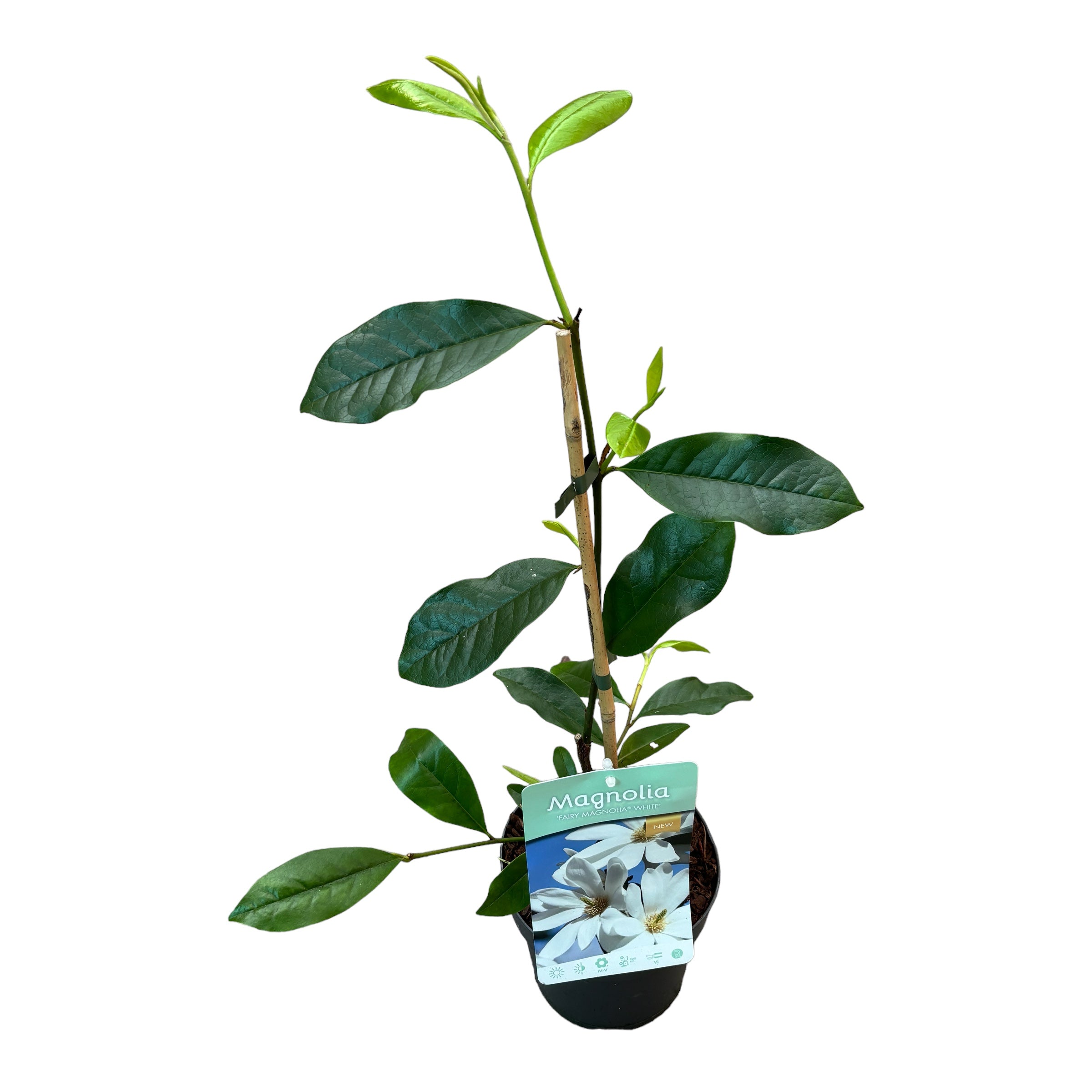 Magnolia Michelia 'Vanilla Pearls' (White) - flori parfumate (H40)