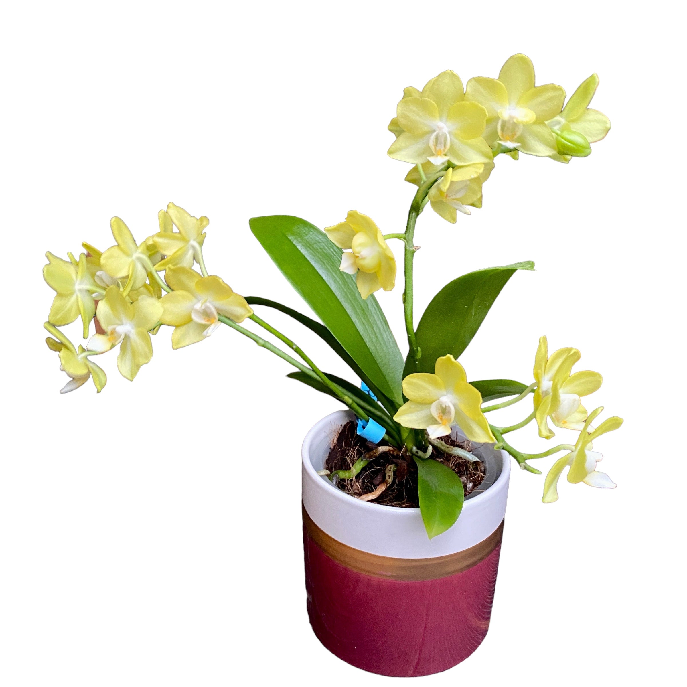 Phalaenopsis Allura Songbird