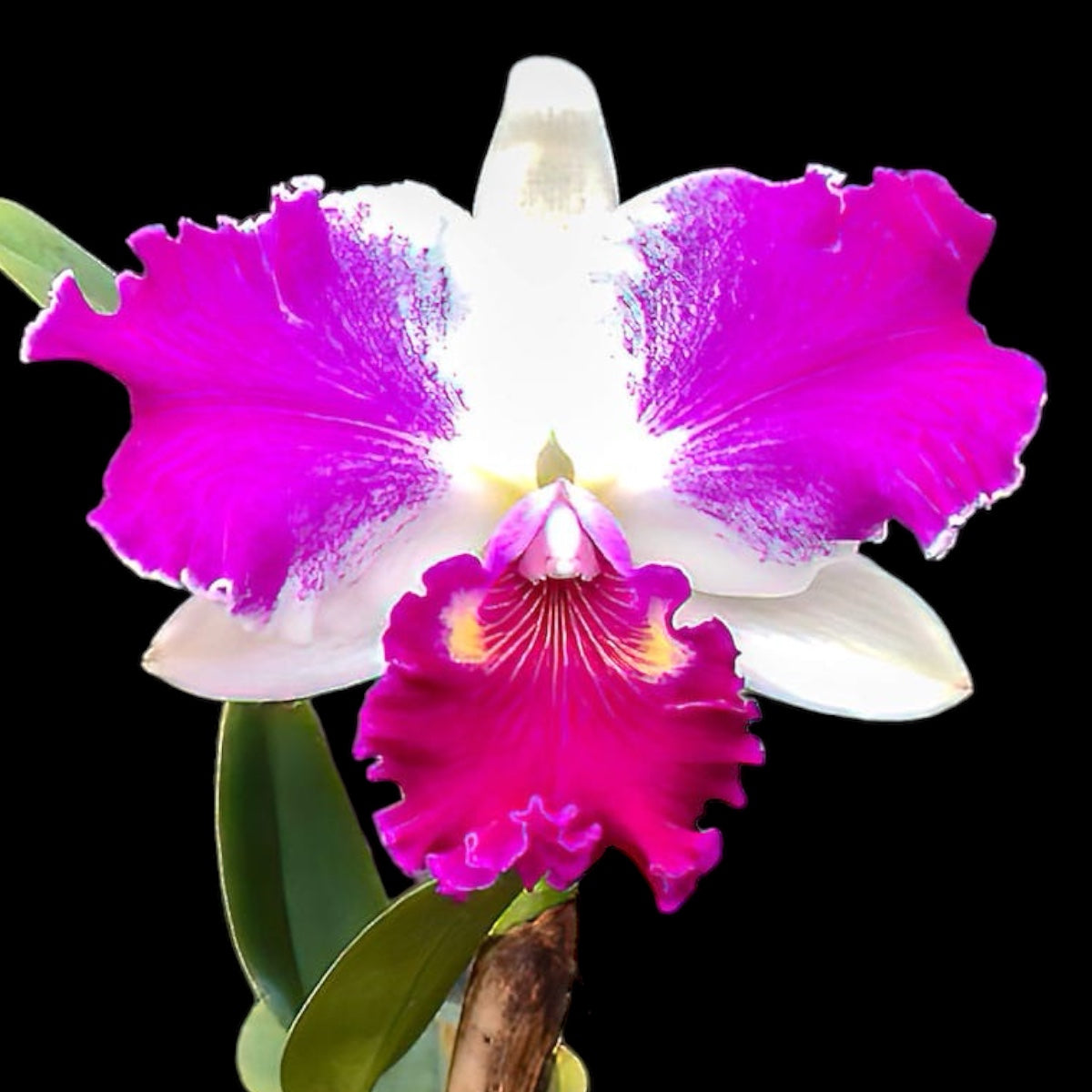 Cattleya NSA Big China - flori parfumate