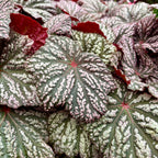Begonia ‘Little Moon’ - begonie compacta cu frunzis argintiu-lucios