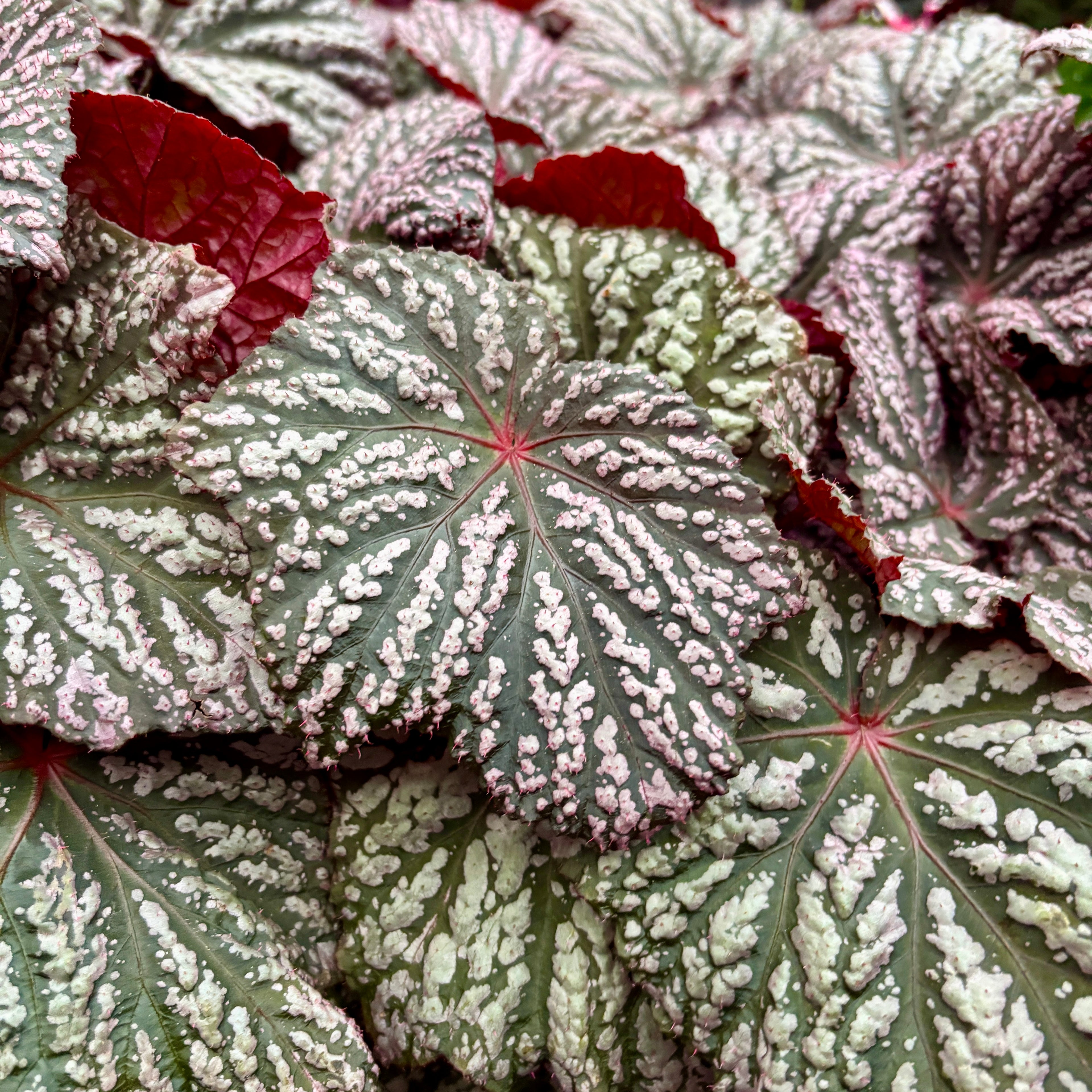 Begonia ‘Little Moon’ - begonie compacta cu frunzis argintiu-lucios