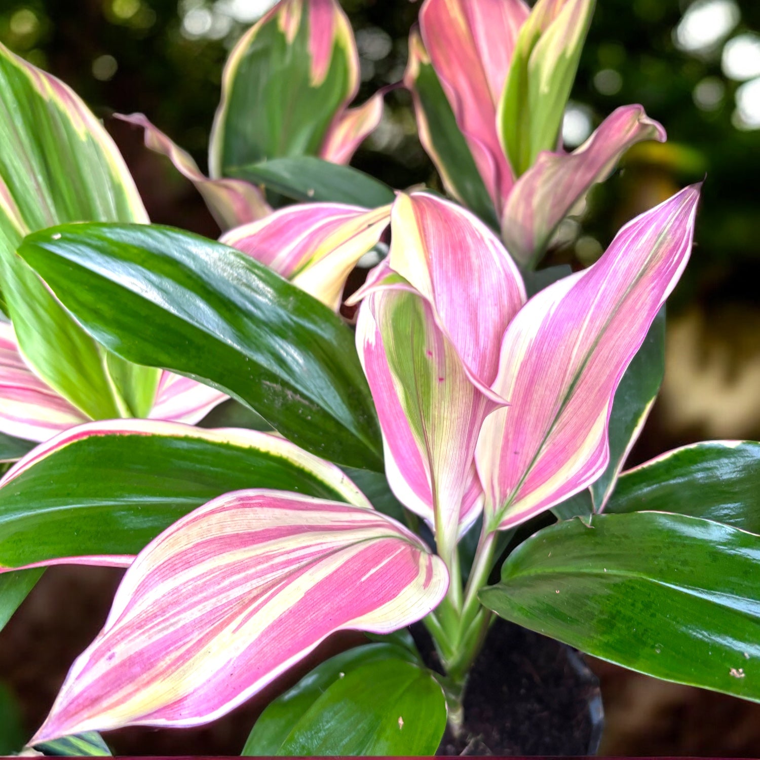 Cordyline fruticosa ‘Marshmallow Queen’. - frunzis tropical variegat