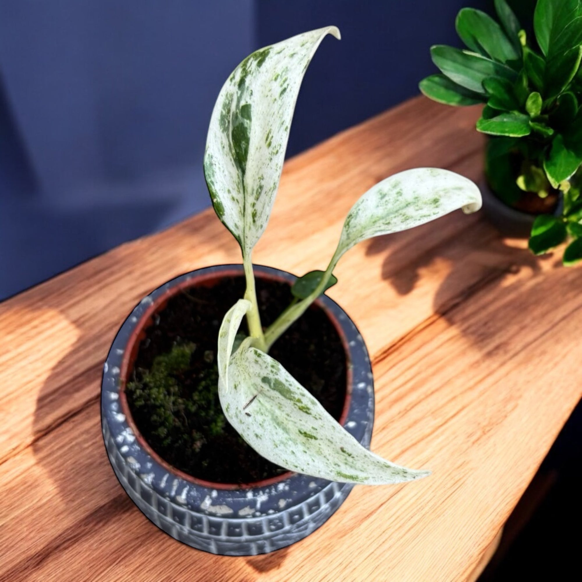 Rhaphidophora puberula 'Variegata' - babyplant