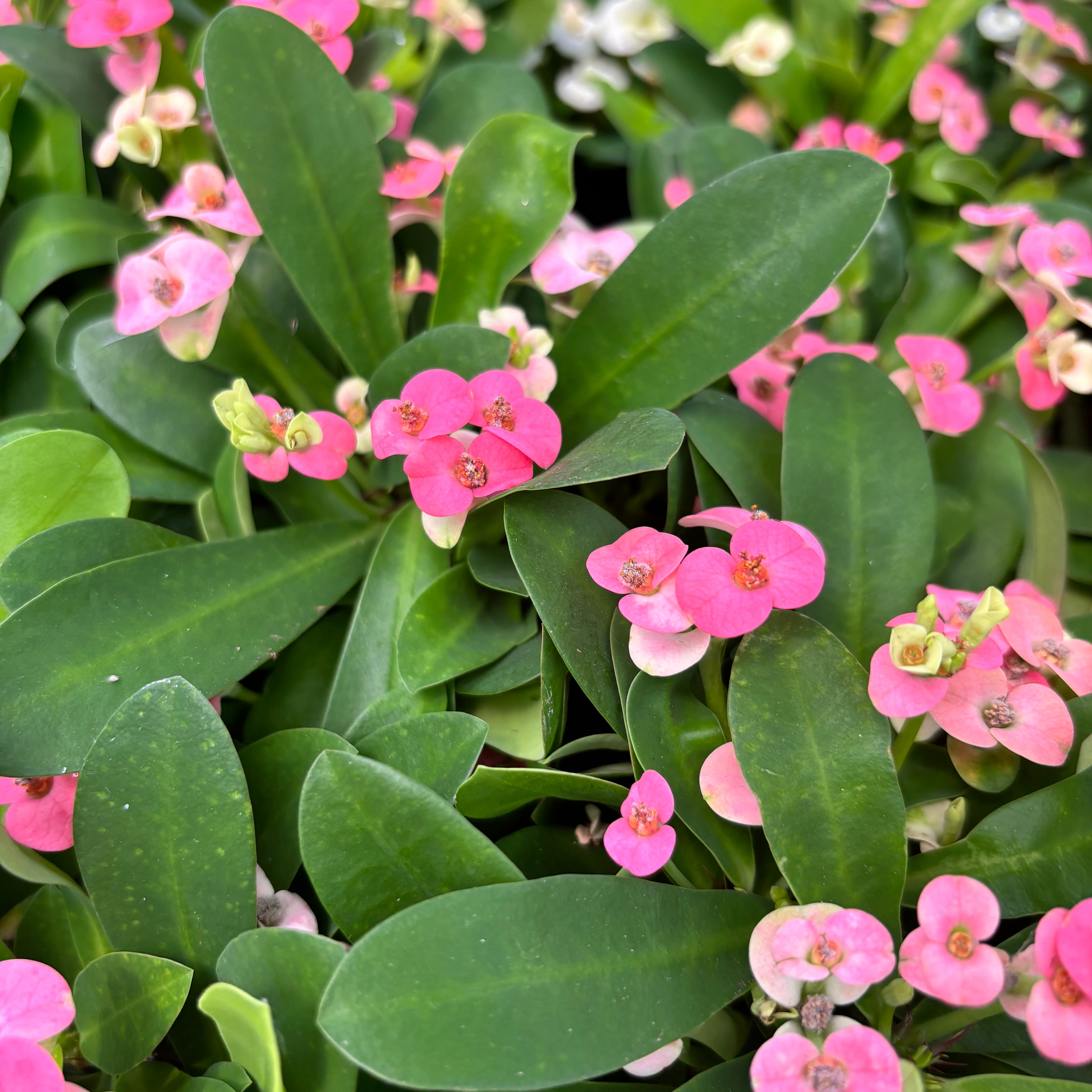 Euphorbia Milii ‘Rhea’ (Coroana lui Isus roz) * babyplant