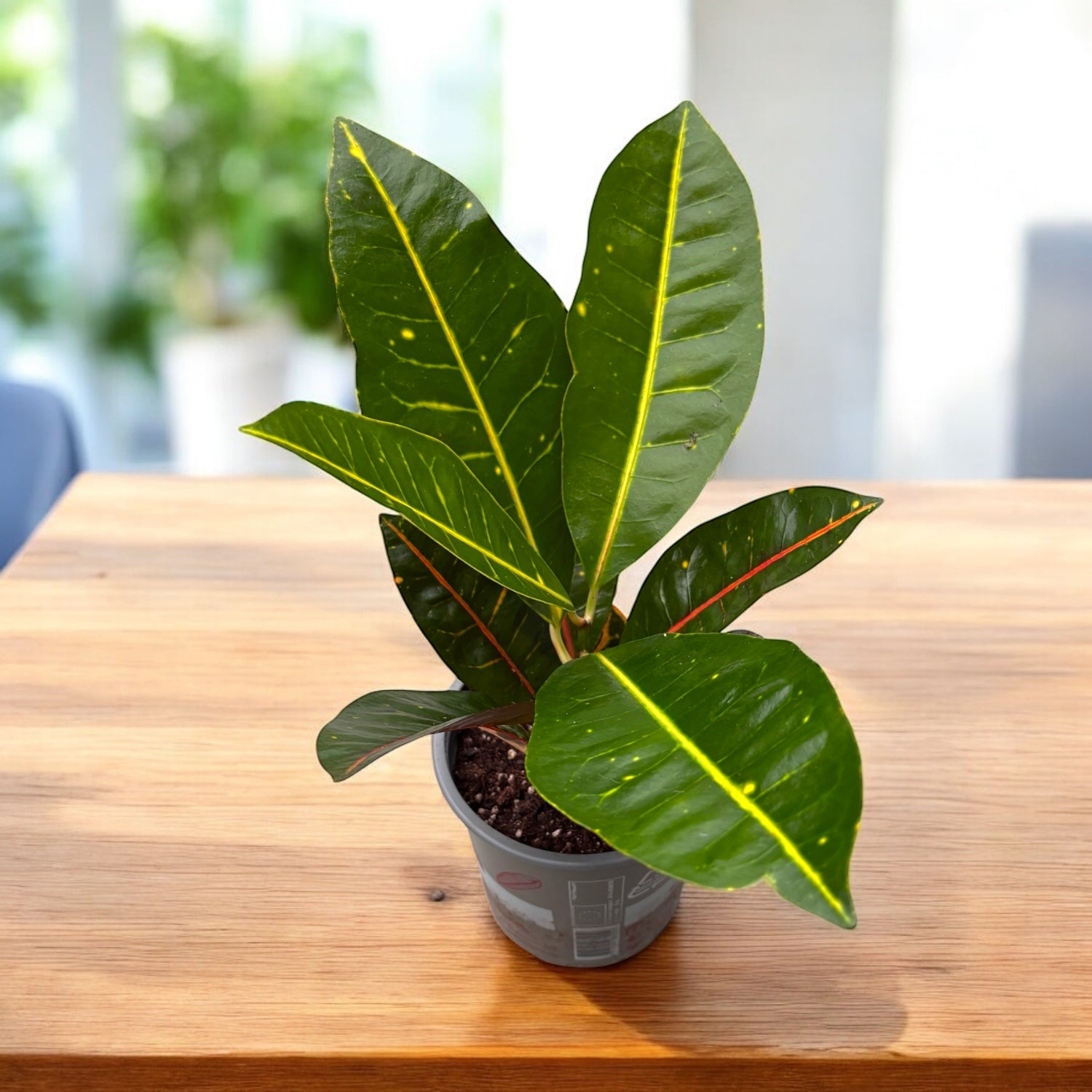 Croton Codiaeum Petra D12