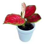 Aglaonema 'Red Joy' D9