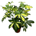 Schefflera arboricola Gerda - Arborele Umbrela