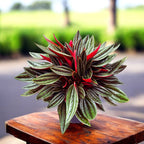 Peperomia caperata 'Eden Rosso' – green leaves with a red underside