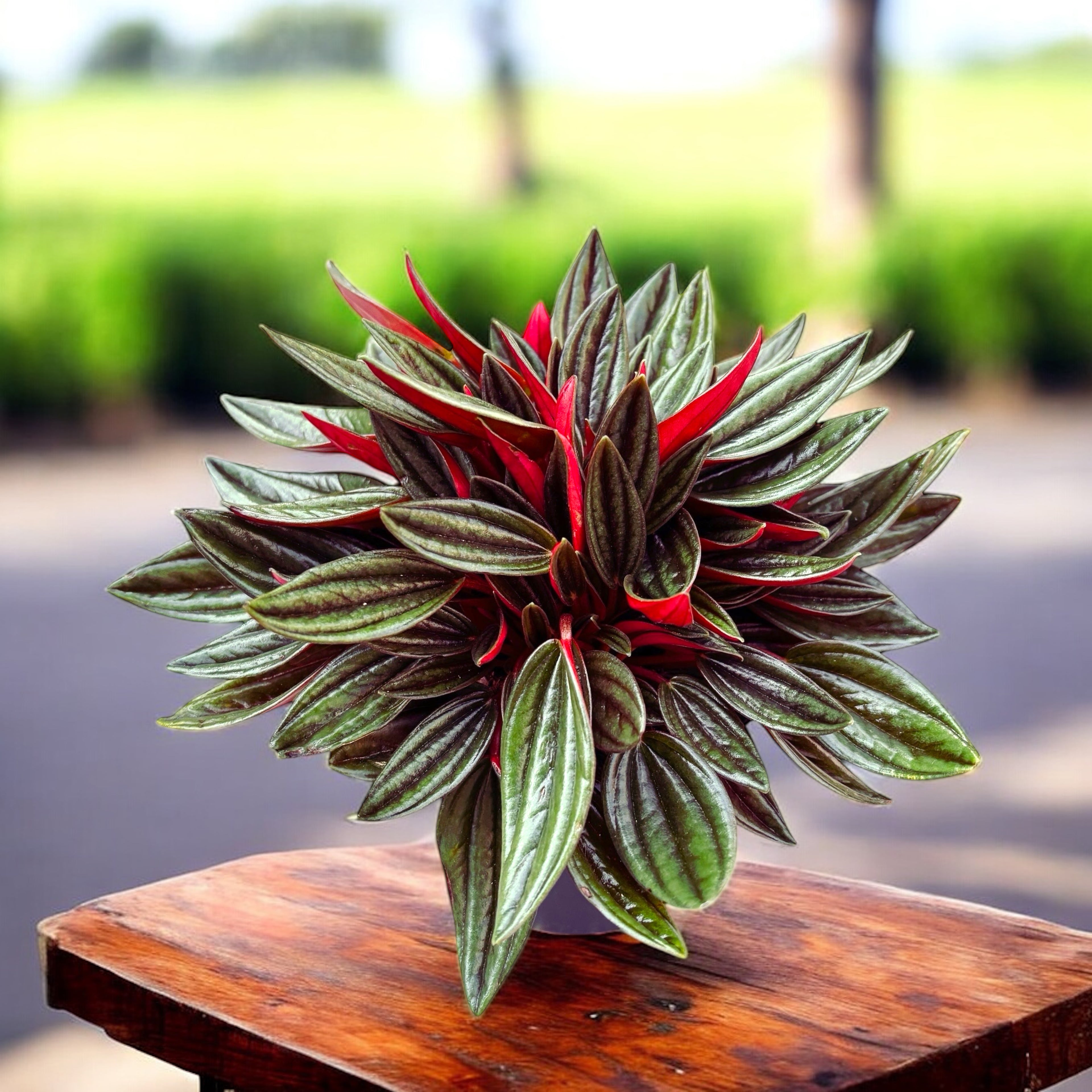 Peperomia caperata 'Eden Rosso'