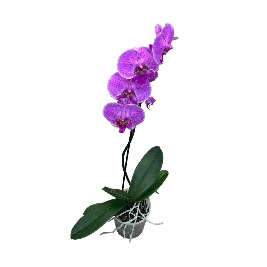 Phalaenopsis ‘Limited #45’ big lip