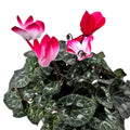 Cyclamen Indiaka