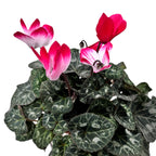 Cyclamen Indiaka