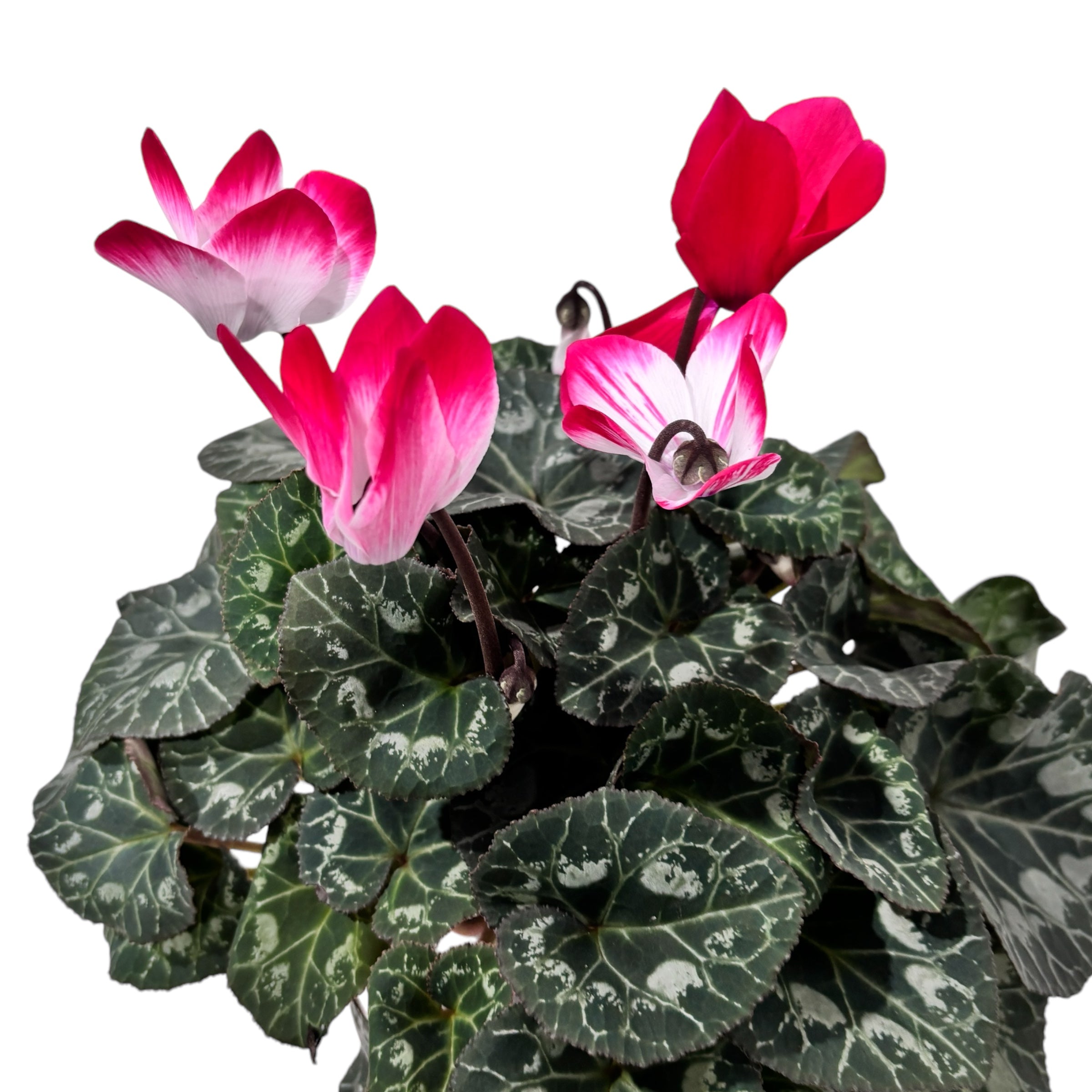 Cyclamen Indiaka