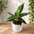 Aglaonema 'Sapphire'