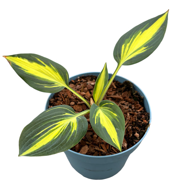 Hosta 'Lakeside Little Tuft' (Plantain Lily) - crin de toamna