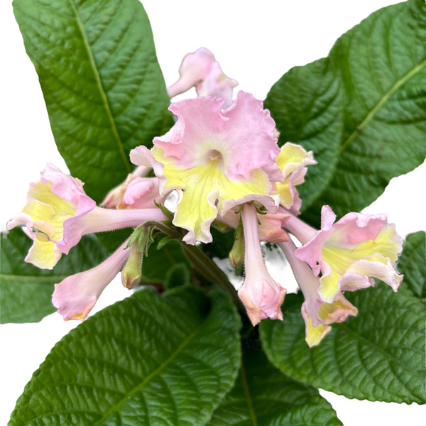 Streptocarpus Flavia (flori roz-galben)
